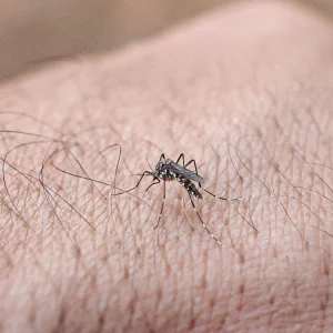 Rio de Janeiro Alerta: Casos de Chikungunya Disparam em 2026, Ultrapassando o Total de 2025