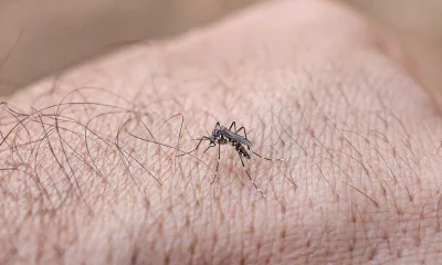 Rio de Janeiro Alerta: Casos de Chikungunya Disparam em 2026, Ultrapassando o Total de 2025