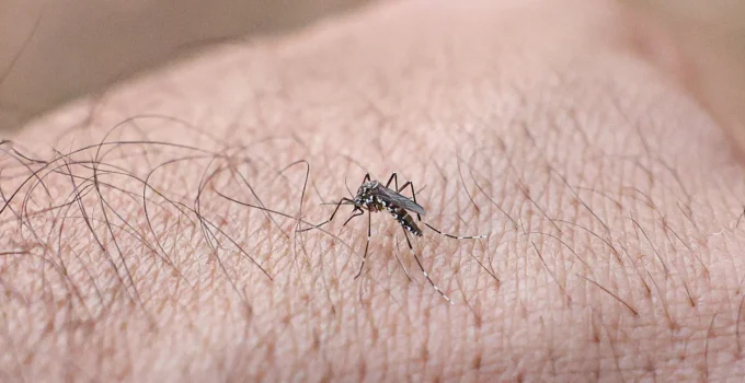 Rio de Janeiro Alerta: Casos de Chikungunya Disparam em 2026, Ultrapassando o Total de 2025