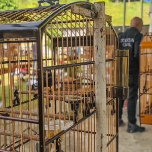 Torneio Ilegal de Pássaros Silvestres é Desmantelado em Nova Iguaçu: Mais de 30 Pessoas Detidas e Aves Resgatadas
