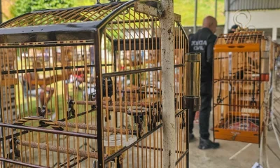 Torneio Ilegal de Pássaros Silvestres é Desmantelado em Nova Iguaçu: Mais de 30 Pessoas Detidas e Aves Resgatadas