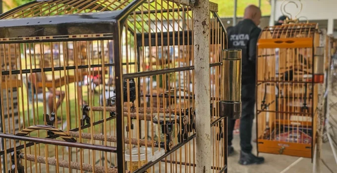 Torneio Ilegal de Pássaros Silvestres é Desmantelado em Nova Iguaçu: Mais de 30 Pessoas Detidas e Aves Resgatadas