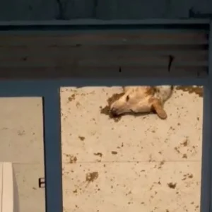 Tutoras Presas por Maus-Tratos Após Abandonarem Cão Idoso Sozinho em Apartamento Durante Feriadão no Rio