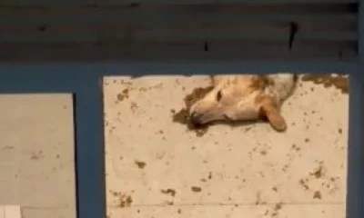 Tutoras Presas por Maus-Tratos Após Abandonarem Cão Idoso Sozinho em Apartamento Durante Feriadão no Rio