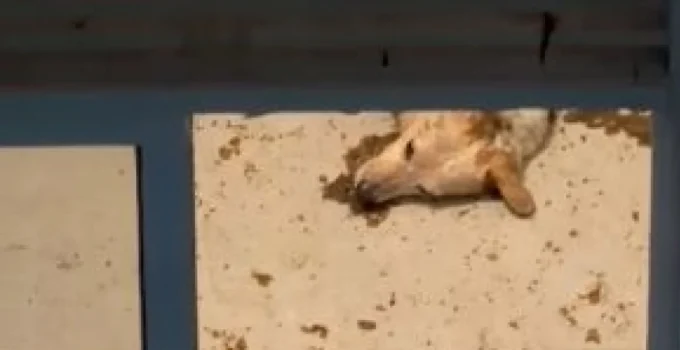 Tutoras Presas por Maus-Tratos Após Abandonarem Cão Idoso Sozinho em Apartamento Durante Feriadão no Rio