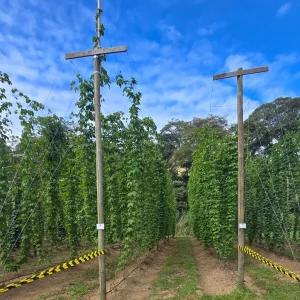 Do cultivo de lúpulo à cerveja artesanal: Pesquisa revela nova vocação turística no Rio de Janeiro