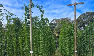 Do cultivo de lúpulo à cerveja artesanal: Pesquisa revela nova vocação turística no Rio de Janeiro