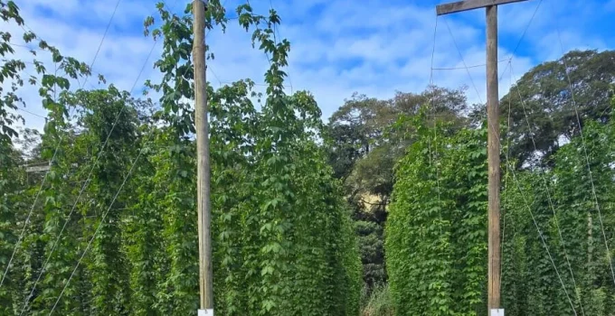 Do cultivo de lúpulo à cerveja artesanal: Pesquisa revela nova vocação turística no Rio de Janeiro