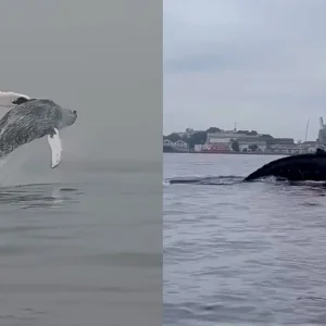 Baleia-Jubarte Surpreende Canoístas na Baía de Guanabara, Rio de Janeiro; Animal está Sendo Monitorado