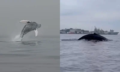 Baleia-Jubarte Surpreende Canoístas na Baía de Guanabara, Rio de Janeiro; Animal está Sendo Monitorado