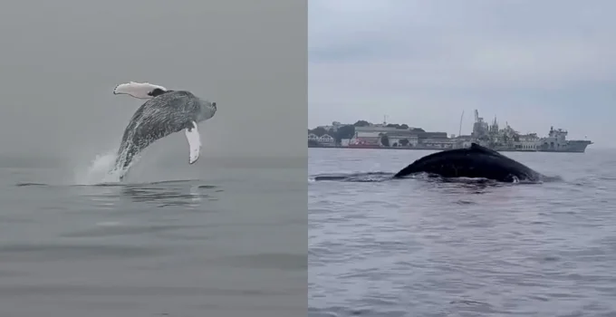 Baleia-Jubarte Surpreende Canoístas na Baía de Guanabara, Rio de Janeiro; Animal está Sendo Monitorado