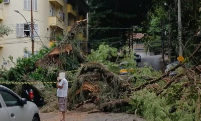 Árvore de Grande Porte Causa Interdição e Queda de Energia na Rua Marechal Jofre, Grajaú, Zona Norte do Rio