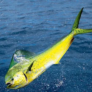 Final do Estadual de Pesca em Rio das Ostras: Evento Promete Impulsionar Turismo e Economia Local