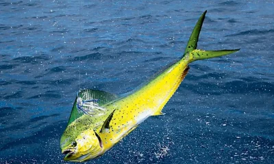 Final do Estadual de Pesca em Rio das Ostras: Evento Promete Impulsionar Turismo e Economia Local