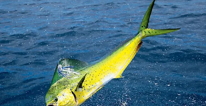 Final do Estadual de Pesca em Rio das Ostras: Evento Promete Impulsionar Turismo e Economia Local