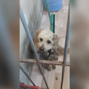 Segurança Presente Resgata Cachorro Perdido em Irajá, Zona Norte do Rio, e Garante Novo Lar ao Animal