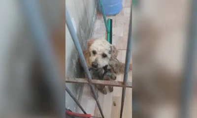 Segurança Presente Resgata Cachorro Perdido em Irajá, Zona Norte do Rio, e Garante Novo Lar ao Animal