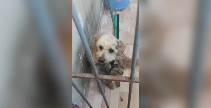 Segurança Presente Resgata Cachorro Perdido em Irajá, Zona Norte do Rio, e Garante Novo Lar ao Animal