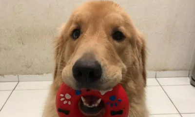 Maya, cadela Golden Retriever, morre de infarto durante queima de fogos no Rio de Janeiro