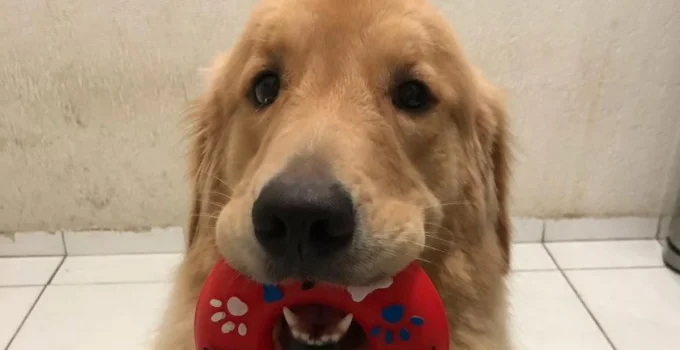 Maya, cadela Golden Retriever, morre de infarto durante queima de fogos no Rio de Janeiro