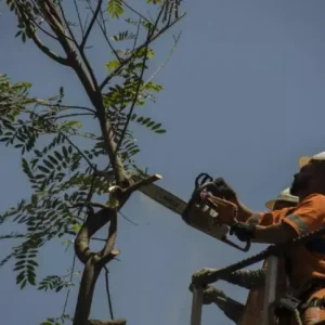 Arborização Urbana no Rio: CAU/RJ Defende Política Pública e Critica Dependência de Compensações Imobiliárias