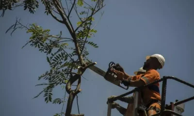 Arborização Urbana no Rio: CAU/RJ Defende Política Pública e Critica Dependência de Compensações Imobiliárias