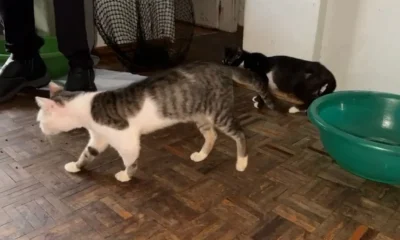 Gatos Resgatados em Apartmento Insalubre no Rio de Janeiro: 14 Animais em Condições Críticas