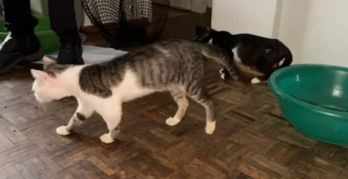 Gatos Resgatados em Apartmento Insalubre no Rio de Janeiro: 14 Animais em Condições Críticas