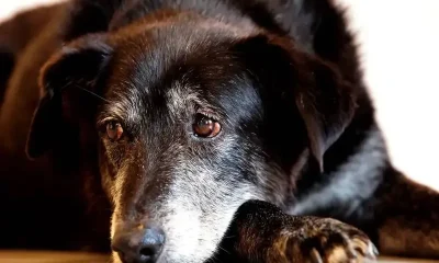 Rio de Janeiro amplia proteção a animais com novo Núcleo de Defesa e combate a maus-tratos