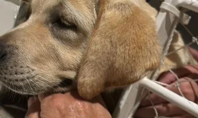 Bombeiros Resgatam Filhote de Cachorro Preso em Grade de Casa na Barra da Tijuca; Assista ao Vídeo