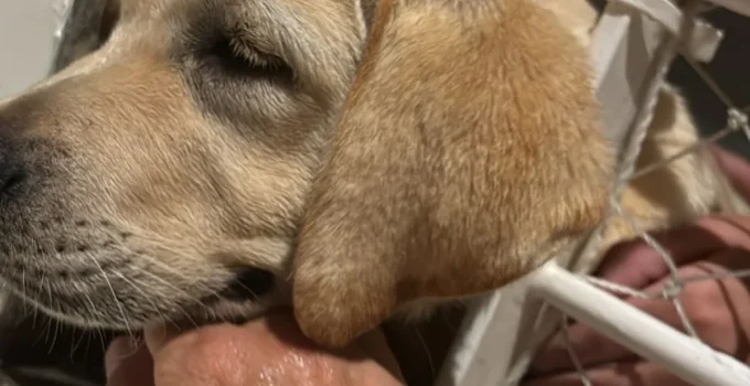 Bombeiros Resgatam Filhote de Cachorro Preso em Grade de Casa na Barra da Tijuca; Assista ao Vídeo
