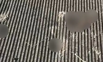 Rio: Mulher é presa em flagrante por manter sete cães mortos em estado de decomposição no telhado de casa em Inhoaíba