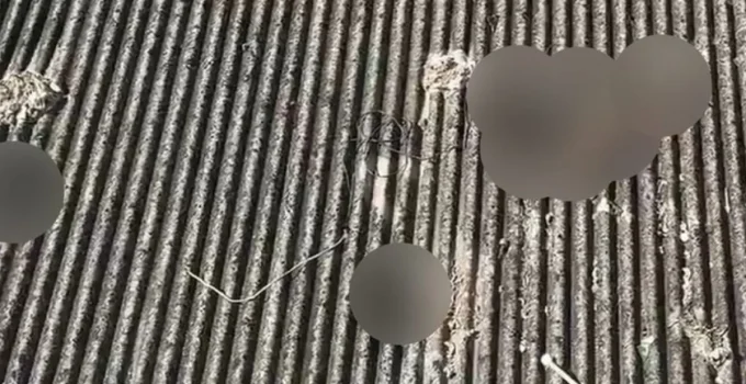 Rio: Mulher é presa em flagrante por manter sete cães mortos em estado de decomposição no telhado de casa em Inhoaíba