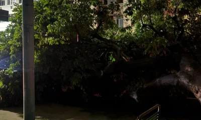 Queda de Árvore no Boulevard 28 de Setembro em Vila Isabel Causa Interrupção de Energia e Bloqueio de Via