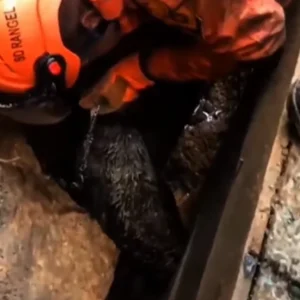 Cachorro Resgatado por Bombeiros Após Ficar Preso Sob Escombros em Niterói
