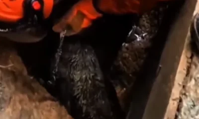 Cachorro Resgatado por Bombeiros Após Ficar Preso Sob Escombros em Niterói