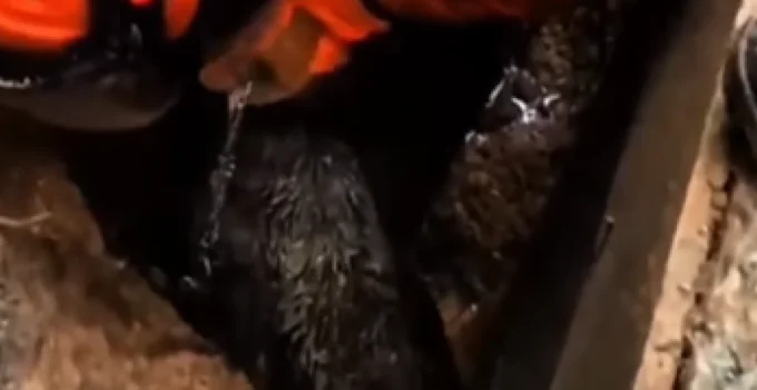 Cachorro Resgatado por Bombeiros Após Ficar Preso Sob Escombros em Niterói