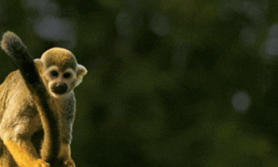 Visit Rio intensifica promoção do Rio de Janeiro como destino global na ITB Berlim