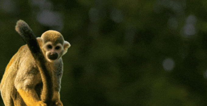 Gol anuncia três voos semanais Rio-Nova York e fortalece Galeão como hub internacional