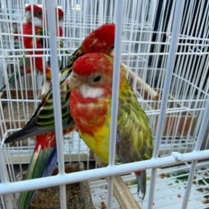 Operação contra tráfico internacional de animais silvestres: Três presos e espécies resgatadas na Baixada Fluminense