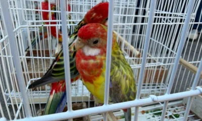 Operação contra tráfico internacional de animais silvestres: Três presos e espécies resgatadas na Baixada Fluminense