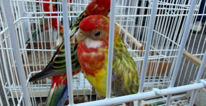 Operação contra tráfico internacional de animais silvestres: Três presos e espécies resgatadas na Baixada Fluminense