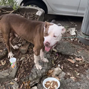 Pitbull Abandonado Ataca Cadela na Tijuca e Deixa Tutor em Observação; Animal Demonstra Doçura Após Resgate