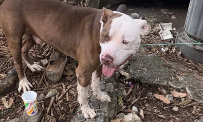 Pitbull Abandonado Ataca Cadela na Tijuca e Deixa Tutor em Observação; Animal Demonstra Doçura Após Resgate
