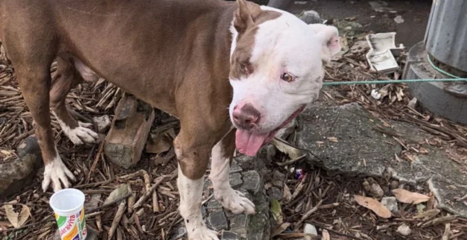 Pitbull Abandonado Ataca Cadela na Tijuca e Deixa Tutor em Observação; Animal Demonstra Doçura Após Resgate