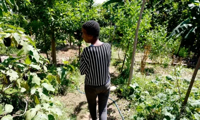 Horta Comunitária no Morro do Salgueiro: Memória, Cuidado e Cidadania Transformam Favela do Rio