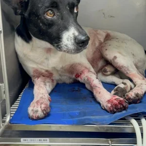 Cachorro Major sobrevive a quatro tiros no Rio após fugir de casa e ser alvejado por medo do agressor