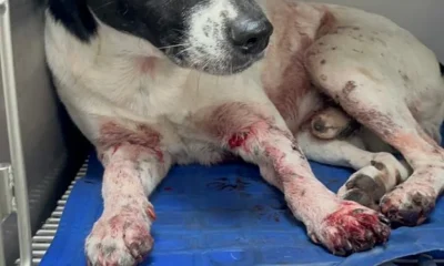Cachorro Major sobrevive a quatro tiros no Rio após fugir de casa e ser alvejado por medo do agressor