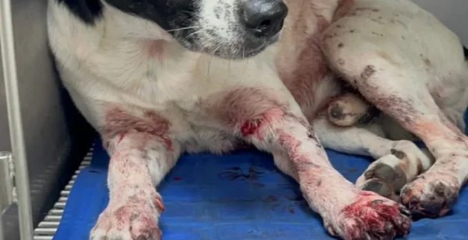 Cachorro Major sobrevive a quatro tiros no Rio após fugir de casa e ser alvejado por medo do agressor